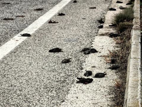 Αργολίδα: Μυστήριο με εκατοντάδες νεκρά πουλιά στην παραλιακή Ναυπλίου – Νέας Κίου – ΦΩΤΟ και ΒΙΝΤΕΟ