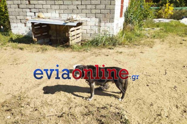 Εύβοια: Συνελήφθη 60χρονος για κακοποίηση ζώου