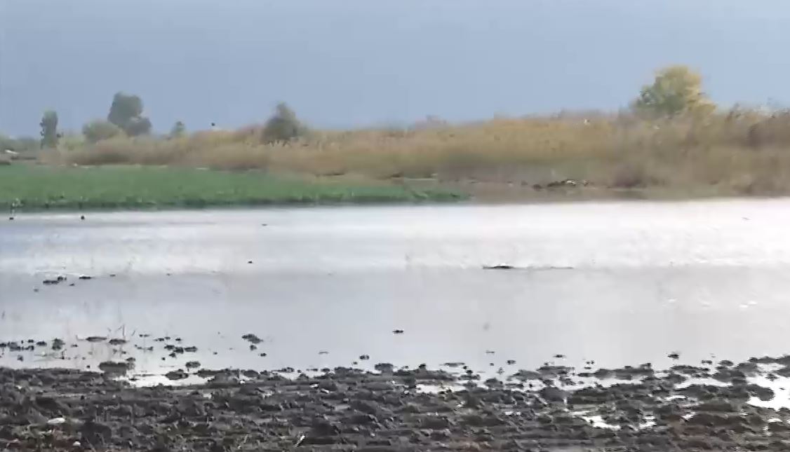 Κακοκαιρία στην Ηλεία: Σε λίμνη μετατράπηκαν οι καλλιέργειες – Απροσπέλαστοι οι αγροτικοί δρόμοι – ΒΙΝΤΕΟ