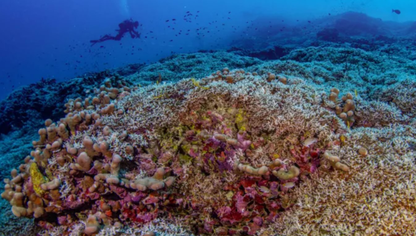Αυστραλία: Ανακαλύφθηκε το μεγαλύτερο κοράλλι στον κόσμο – Αναπτύχθηκε σε περίοδο περίπου 300 ετών