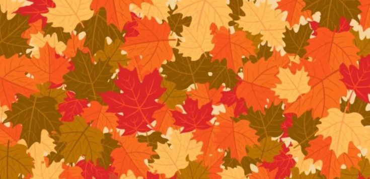 Οπτική ψευδαίσθηση: Μόνο αν έχετε αετίσια ματιά θα βρείτε τον σκίουρο σε 6 δευτερόλεπτα