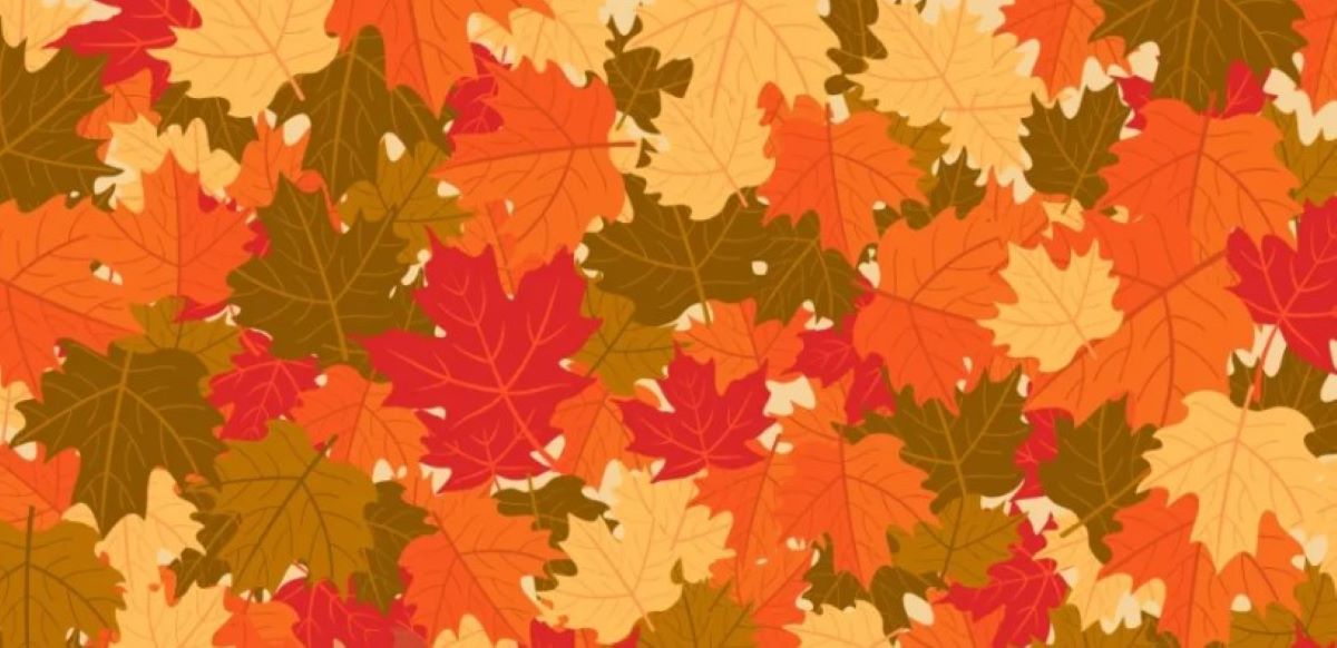 Οπτική ψευδαίσθηση: Μόνο αν έχετε αετίσια ματιά θα βρείτε τον σκίουρο σε 6 δευτερόλεπτα