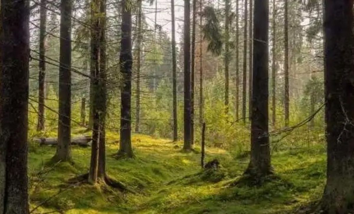 Οπτική ψευδαίσθηση: Μόνο οι πιο έξυπνοι άνθρωποι θα βρουν τον βάτραχο σε 9 δευτερόλεπτα