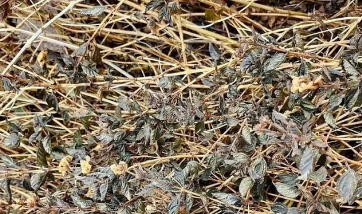 Οπτική ψευδαίσθηση: Μόνο 1 στους 5 ανθρώπους θα βρει το φίδι σε 7 δευτερόλεπτα