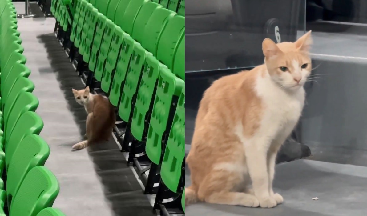 Παναθηναϊκός Ολυμπιακός Γάτα OAKA