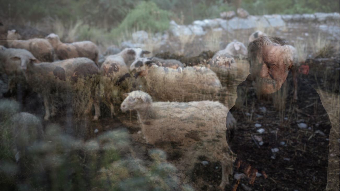 Κτηνοτρόφοι σε απόγνωση: Γυρίζουν την πλάτη στο επάγγελμα και εγκαταλείπουν τα χωριά τους