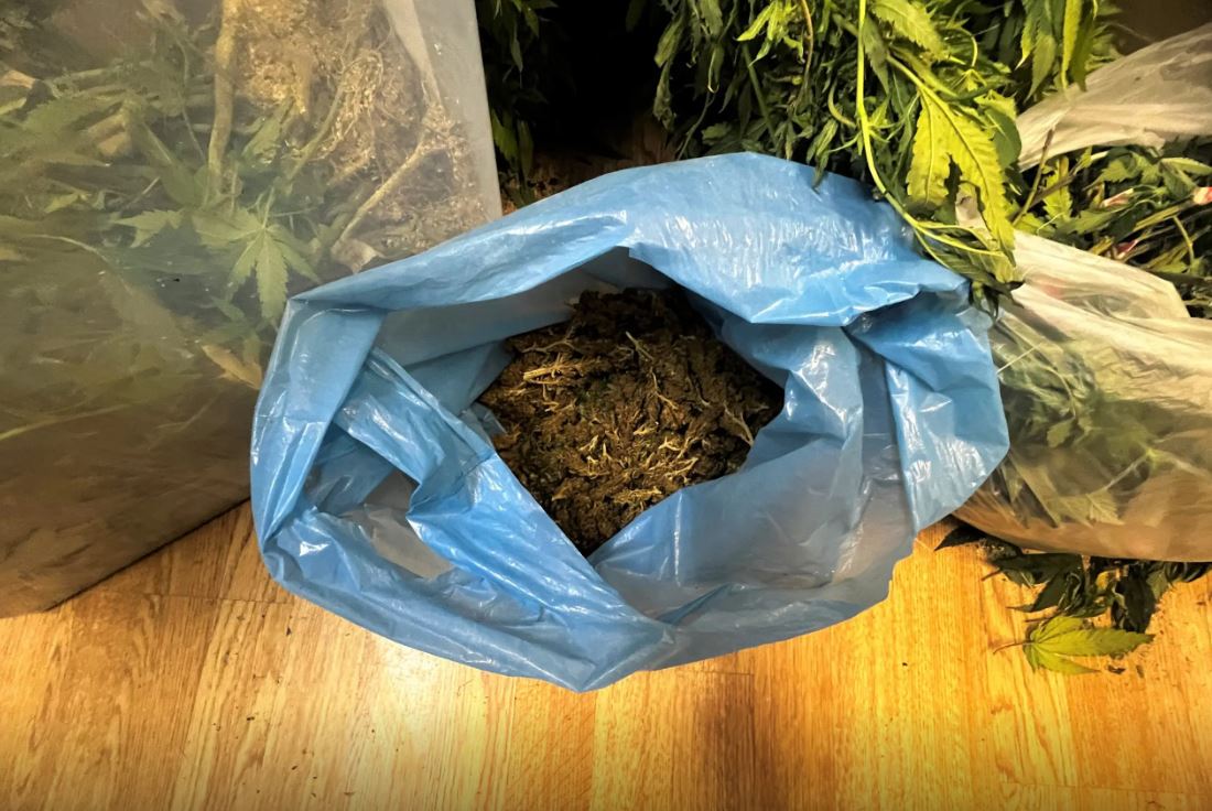 Καλύβια: Είχε μετατρέψει μονοκατοικία σε… εργαστήριο καλλιέργειας υδροπονικής κάνναβης – ΦΩΤΟ