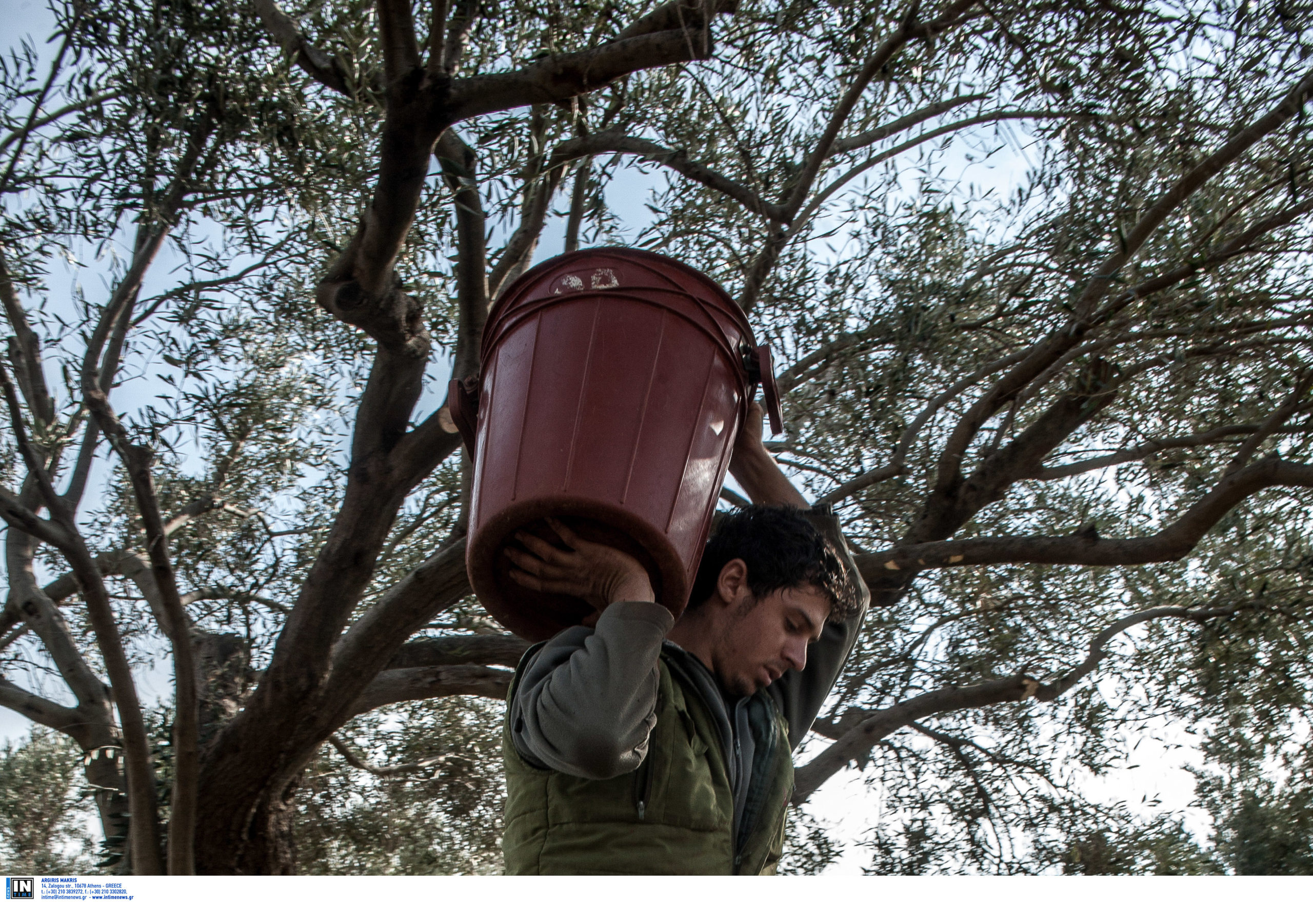 Συγκομιδή ελιά