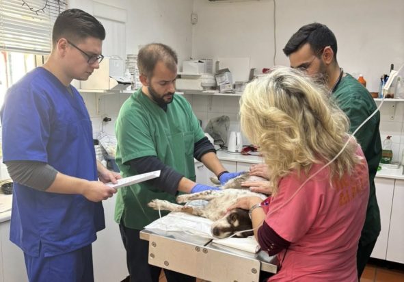 σκύλος Κυψέλη