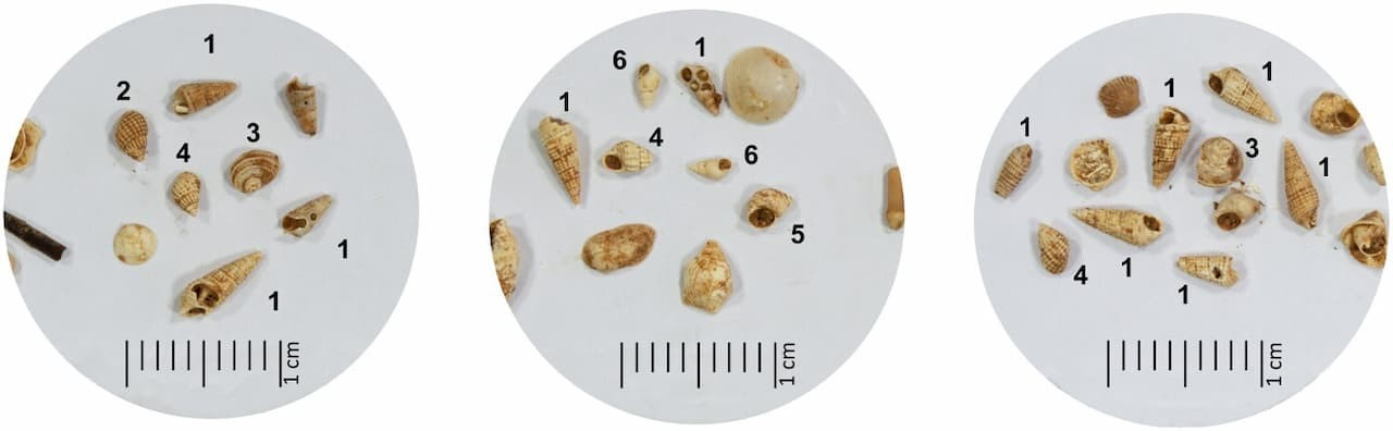 Η συλλογή από τα κελύφη των μαλακίων. Φωτογραφία: Devolder / Ministry of Culture of Greece