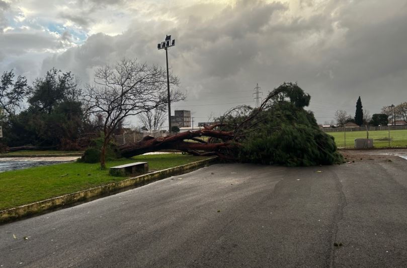 Κακοκαιρία «Elena»: Προβλήματα σε περιοχές της Ηπείρου λόγω των ισχυρών ανέμων – Αναβολές εκδηλώσεων