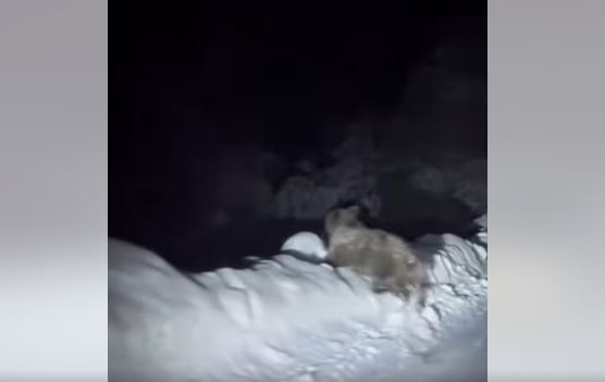 Γρεβενά: Αρκουδάκι έκανε… βόλτες κοντά στο χιονοδρομικό κέντρο Βασιλίτσας – Δείτε βίντεο