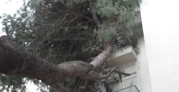 Θεσσαλονίκη: Δέντρο έπεσε σε πολυκατοικία