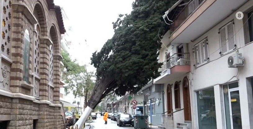 Θεσσαλονίκη: Γιατί έπεσαν τα δέντρα από την κακοκαιρία Bora – Ποια είδη δεν πρέπει να φυτεύονται σε πόλεις