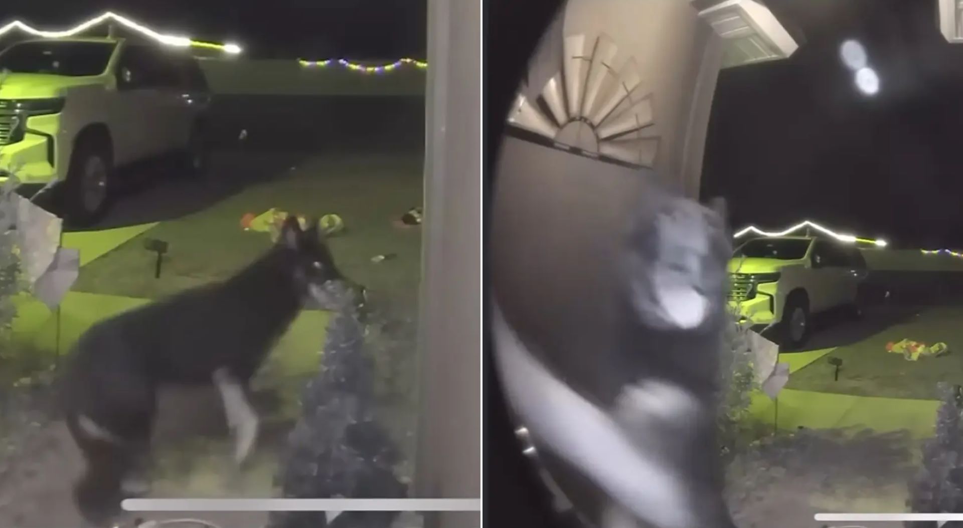 Βίντεο: Η στιγμή που σκυλίτσα επιστρέφει στο σπίτι της έπειτα από 9 ημέρες – Χτυπούσε το κουδούνι και την πόρτα για να της ανοίξουν