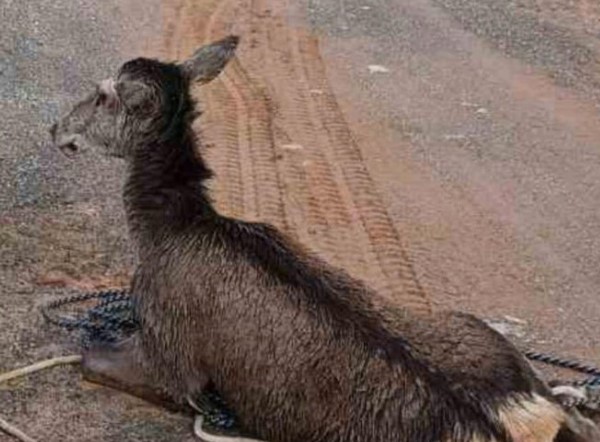 Ελάφι εγκλωβίστηκε στο κανάλι του Μόρνου στην προσπάθεια του να πιει νερό – Επιχείρηση της Πυροσβεστικής 