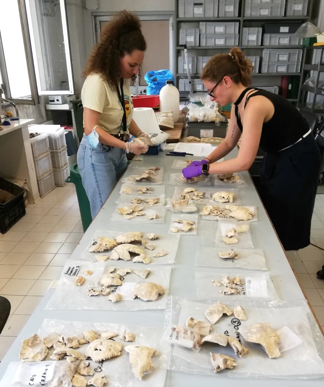 Οι ερευνητές μελετούν τα κρανιακά οστά.
