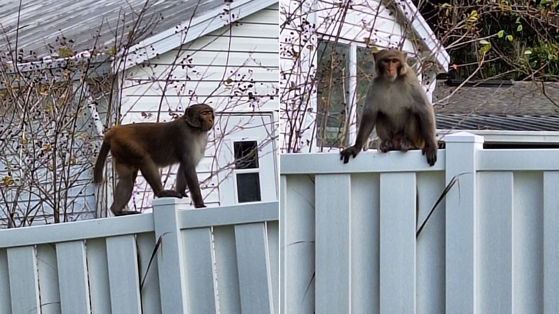 Φλόριντα: Μετά… τα drones, μαϊμούδες κάνουν «κατάληψη» στην πόλη – Η προειδοποίηση στους πολίτες