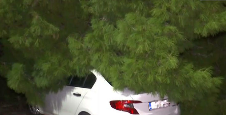 Νέα Σμύρνη Δέντρο