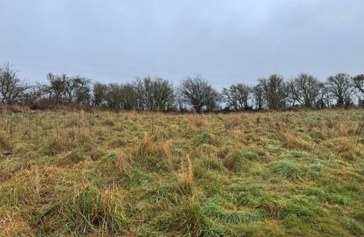 Οπτική ψευδαίσθηση: Μόνο 1 στους 10 ανθρώπους μπορεί να βρει τον σκύλο σε 10 δευτερόλεπτα
