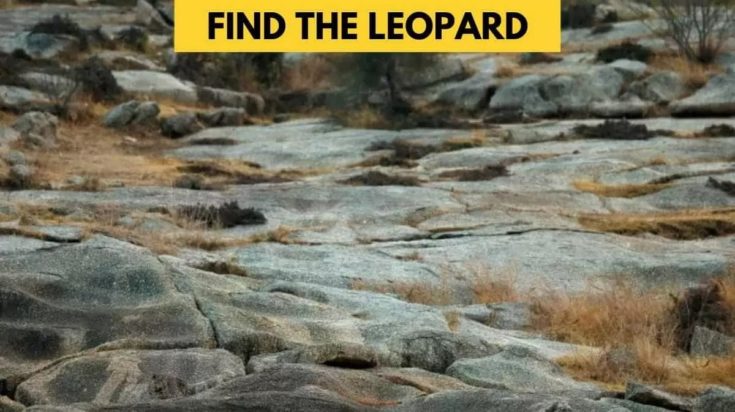 Οπτική ψευδαίσθηση: Μόνο οι πιο έξυπνοι άνθρωποι θα βρουν την λεοπάρδαλη σε 10 δευτερόλεπτα
