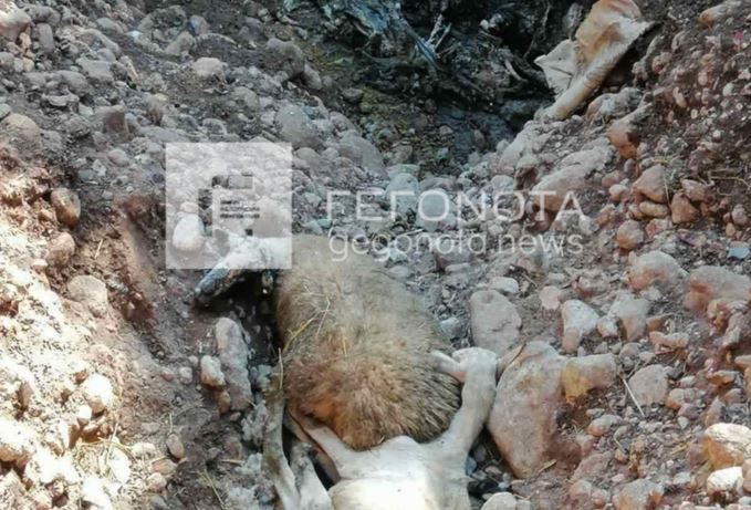 Βόλος: Αναζητούνται οι άγνωστοι που πέταξαν νεκρά ζώα σε χείμαρρο – Την ερχόμενη εβδομάδα το πόρισμα