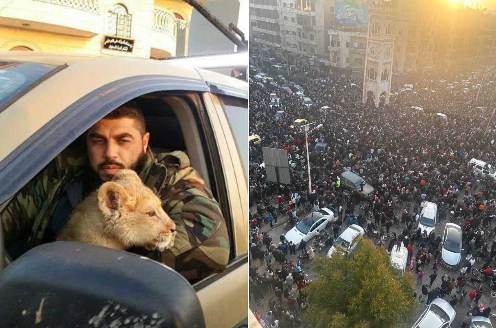 Συρία: Εκτέλεσαν δημόσια μέλος των «Tiger Forces» – Τάιζε το κατοικίδιο λιοντάρι του με τους κρατούμενους του Άσαντ