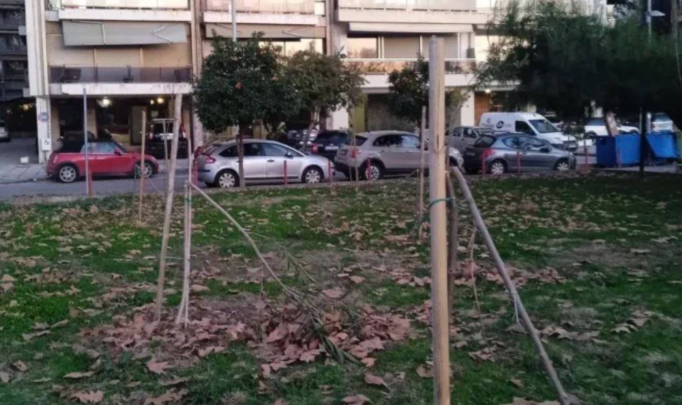 Θεσσαλονίκη: Κατέστρεψαν δέντρα που φυτεύτηκαν στη Νέα Παραλία – «Όσο εσείς θα κόβετε, τόσο εμείς θα πυκνώνουμε» απαντά ο Δήμος