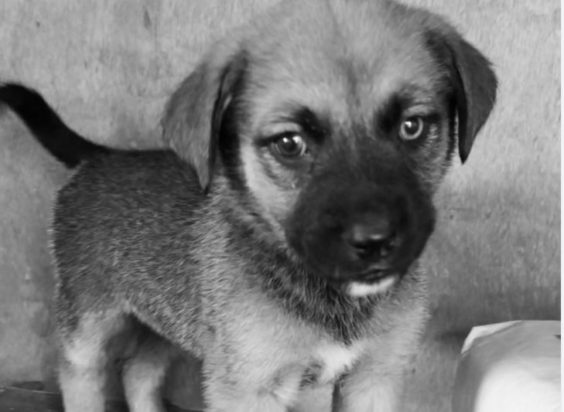 Πέθανε κουταβάκι στο Καταφύγιο Αδέσποτων