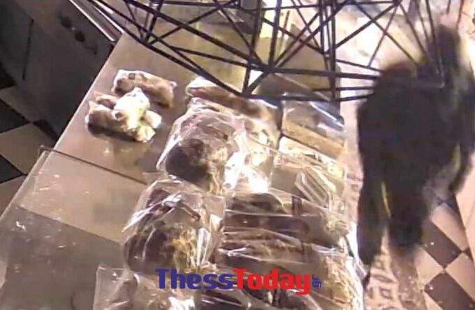 κουκουλοφόρος