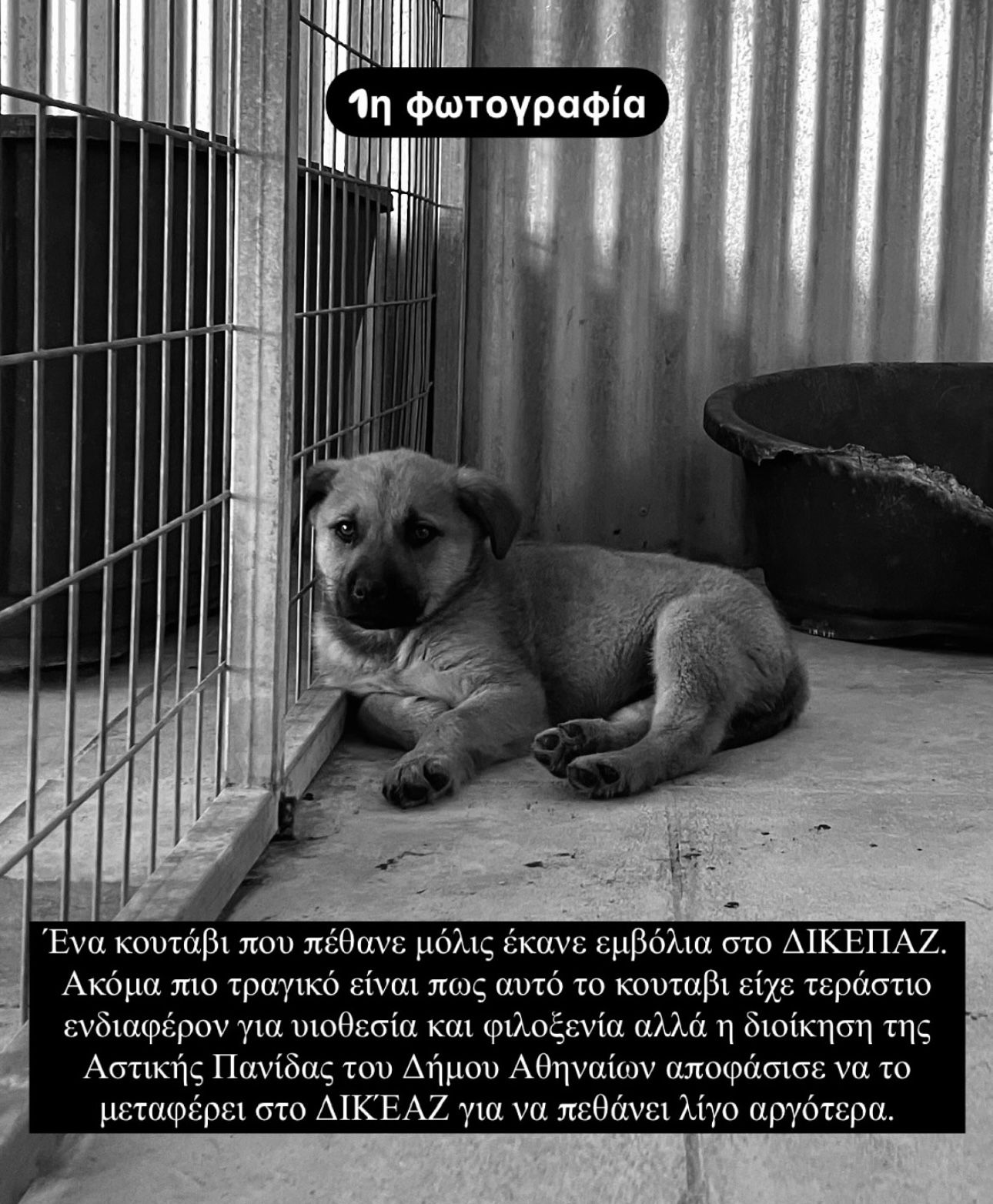 Καταφύγιο Αδέσποτων- ανεξήγητοι θάνατοι