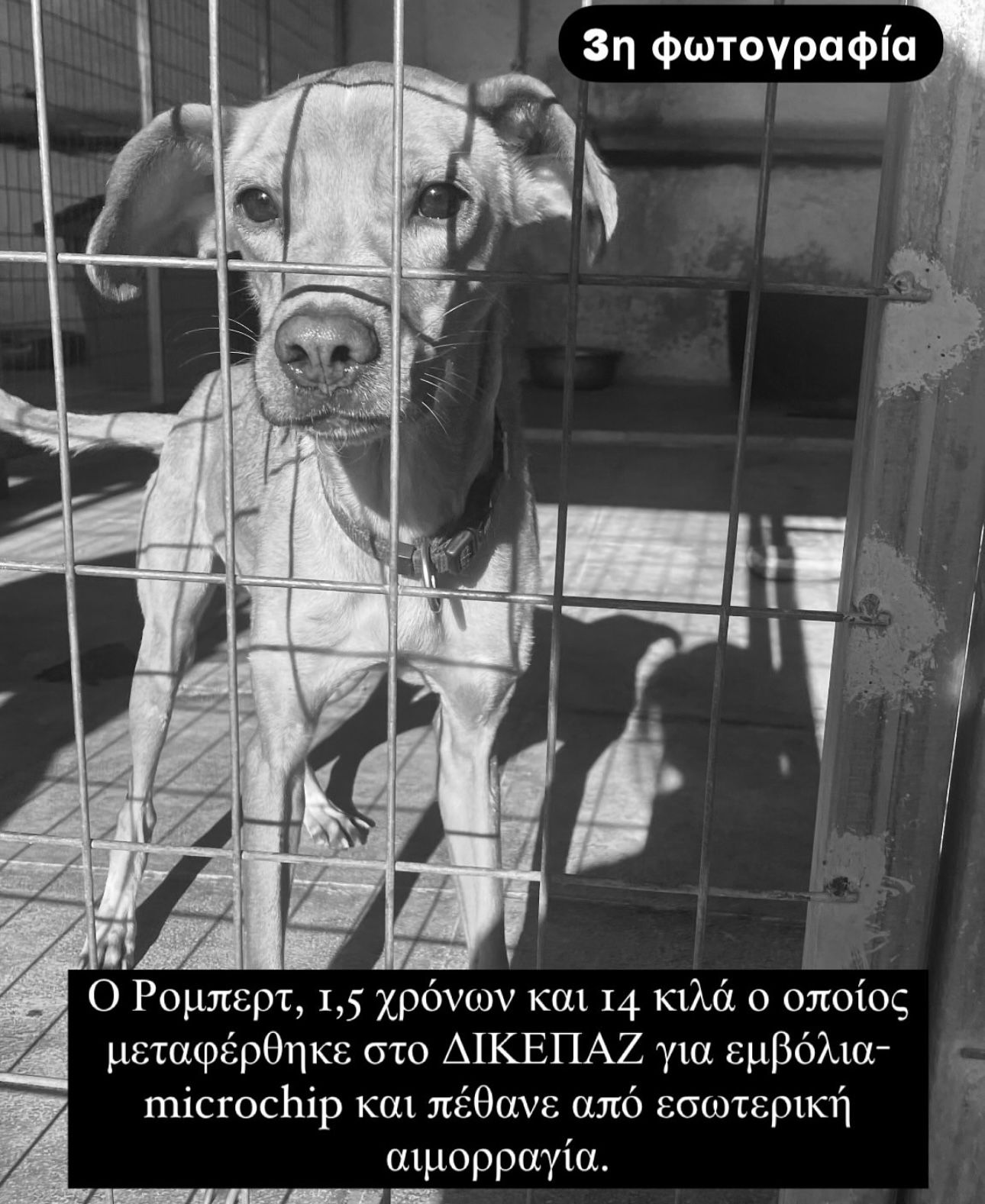 Καταφύγιο αδέσποτων- πέθανε σκύλος