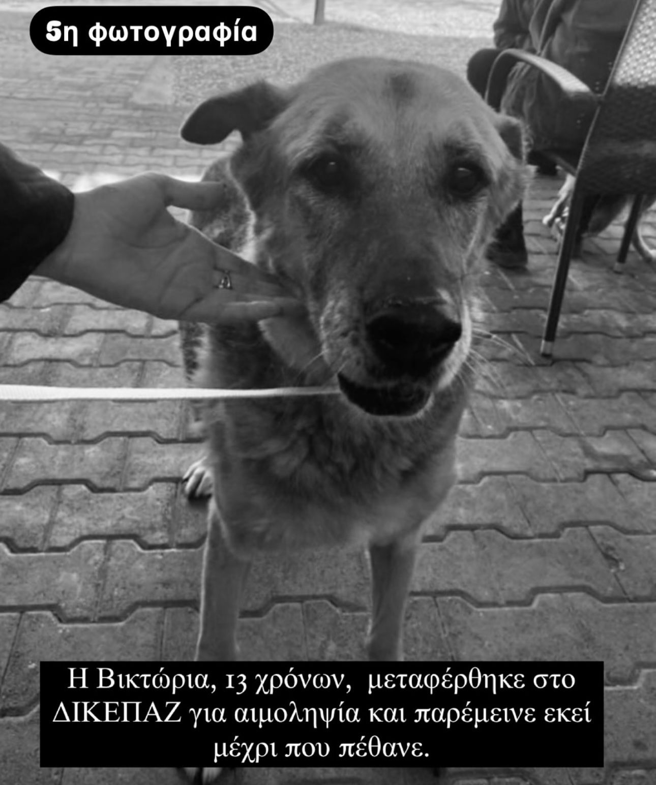 Καταφύγιο αδέσποτων