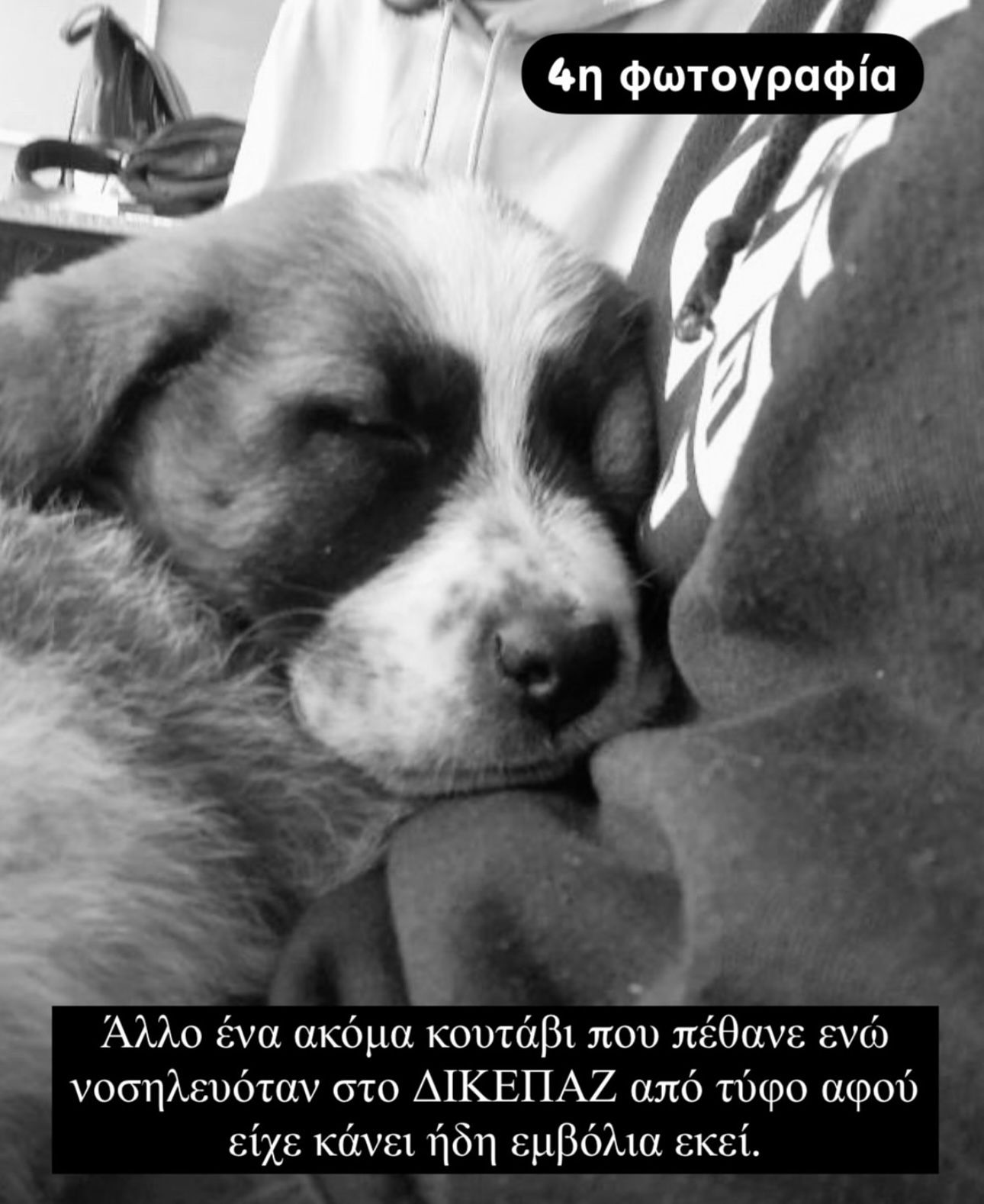 Καταφύγιο αδέσποτων- ανεξήγητοι θάνατοι