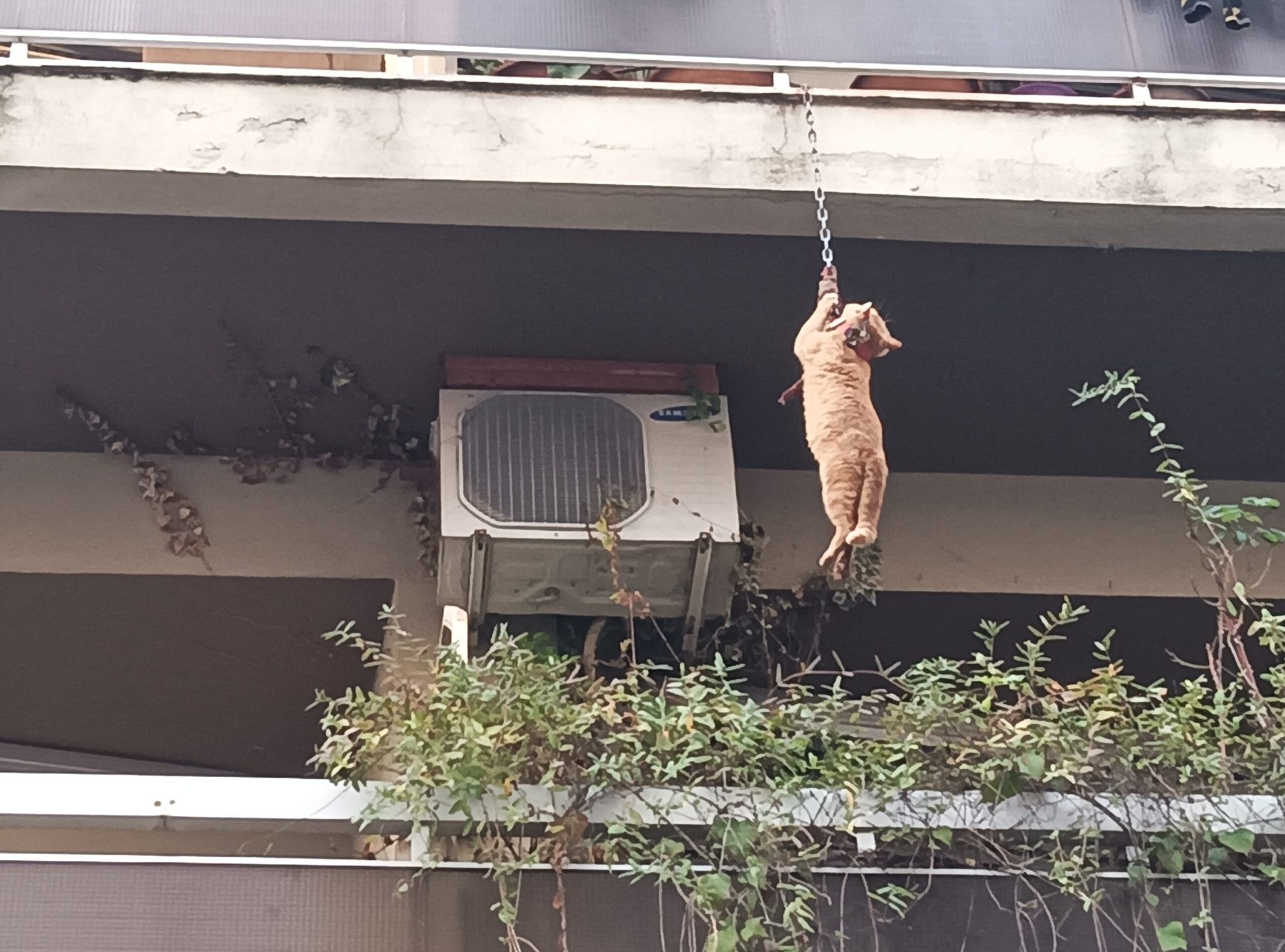 Αγρίνιο Γάτα