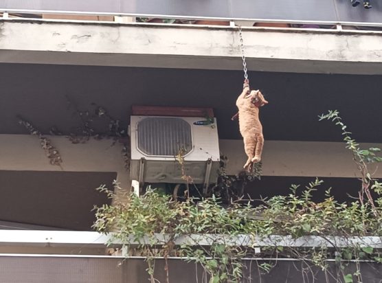 Αγρίνιο Γάτα