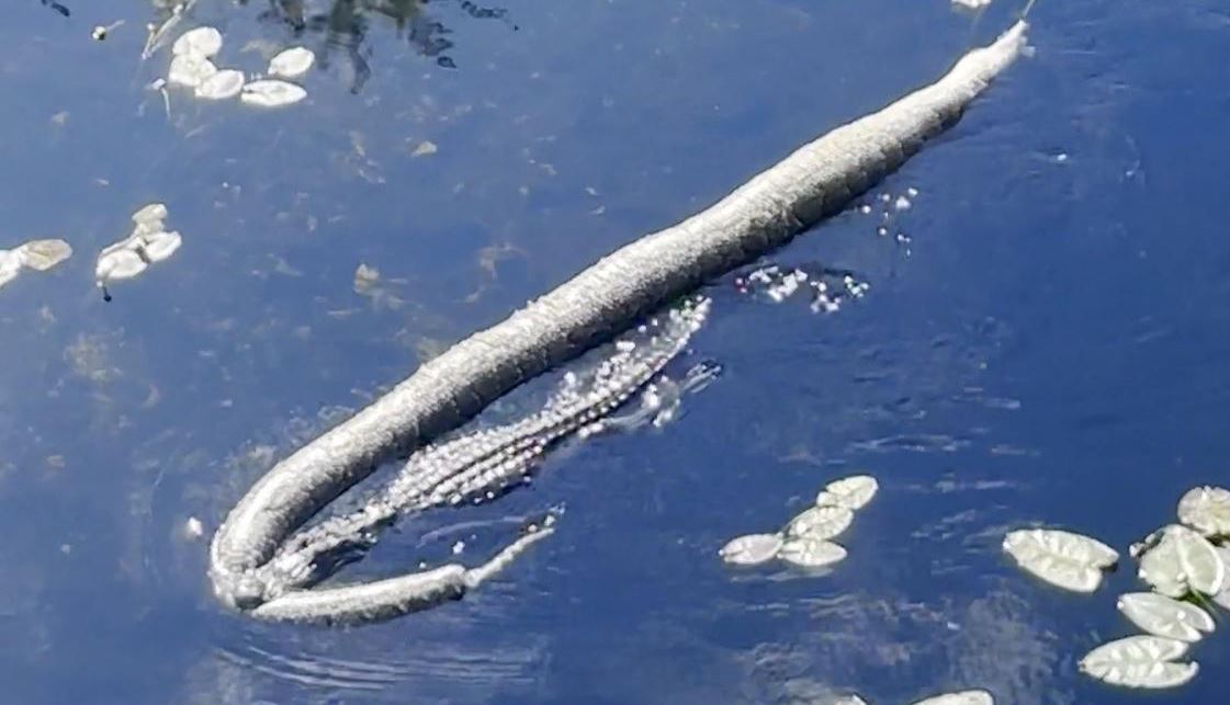 Βίντεο: Ο αλιγάτορας με το παρατσούκλι «Godzilla» σέρνει έναν τεράστιο πύθωνα στα σαγόνια του