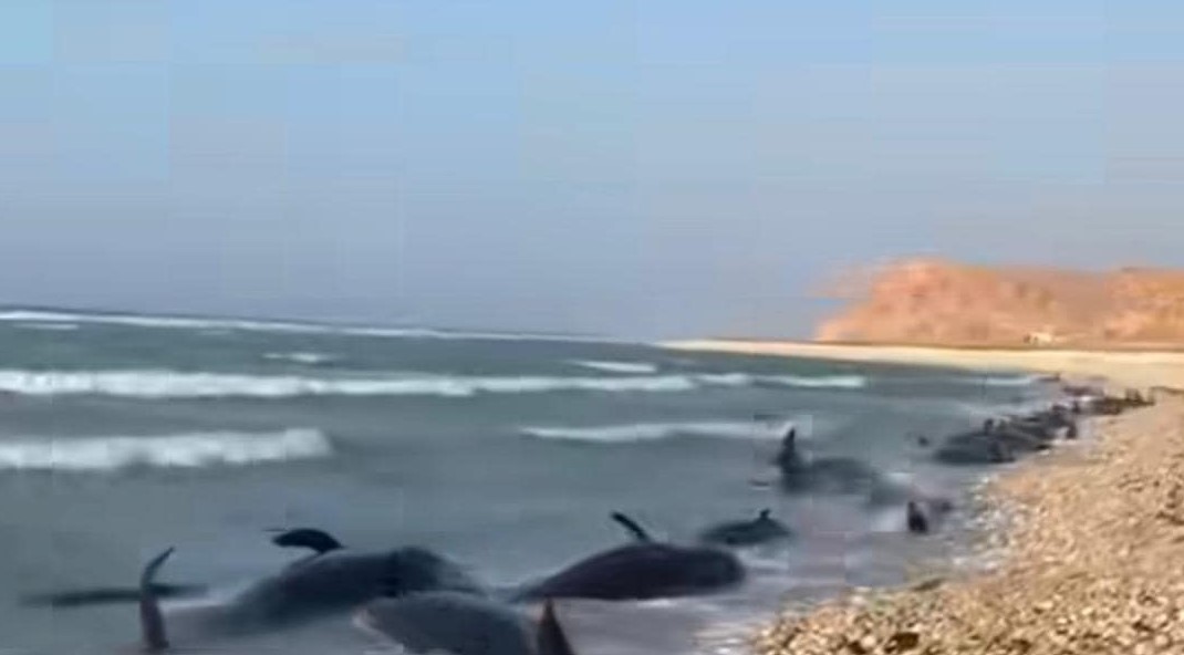 Σομαλία: Περίπου 140 δελφίνια νεκρά ή ετοιμοθάνατα σε ακτή – ΒΙΝΤΕΟ