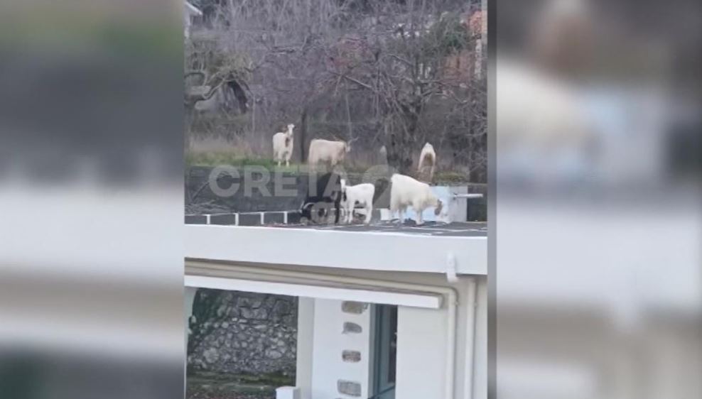 Κρήτη: Κοπάδι από αιγοπρόβατα έκανε… κατάληψη σε σπίτια στο Λασίθι – «Επισκέφθηκε» και κτίσμα της οικογένειας Ανδρουλάκη – BINTEO