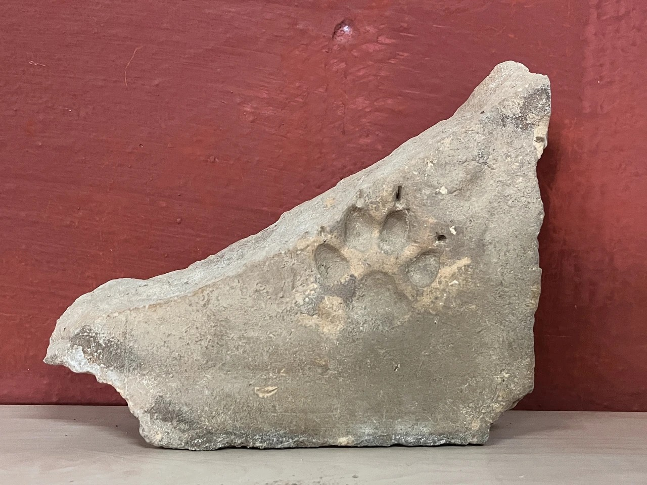 Τα ευρήματα μαρτυρούν την αγάπη των κατοίκων της Ηράκλειας για τα ζώα.