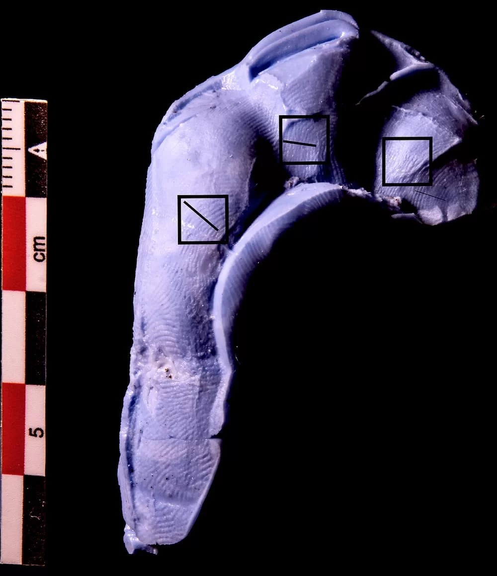 Εικόνα από την εργαστηριακή ανάλυση των αποτυπωμάτων. Φωτογραφία: Franck Goddio / Hilti Foundation