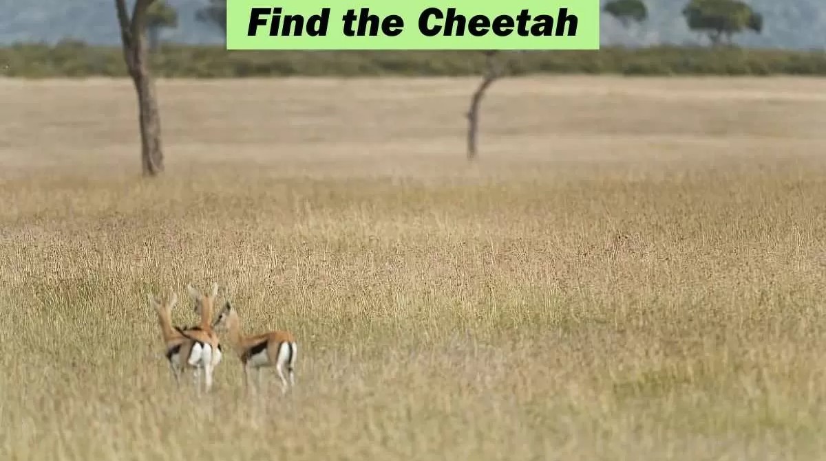 Οπτική ψευδαίσθηση: Μόνο οι πιο έξυπνοι άνθρωποι θα βρουν το τσιτάχ σε 6 δευτερόλεπτα