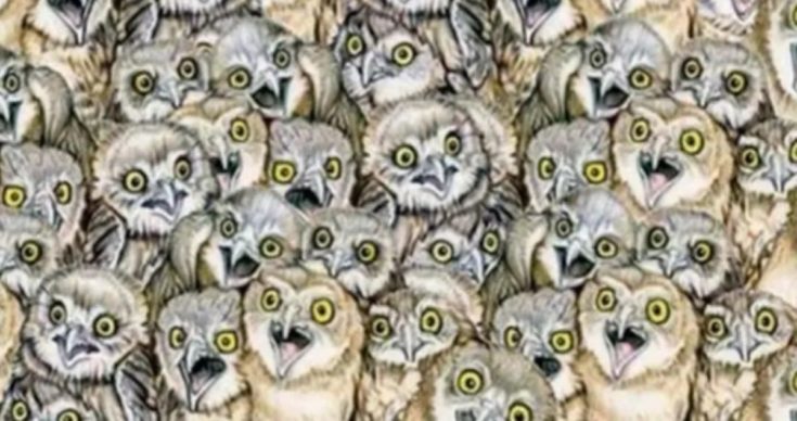 Οπτική ψευδαίσθηση: Μόνο 1 στους 10 ανθρώπους θα βρει την γάτα σε 5 δευτερόλεπτα