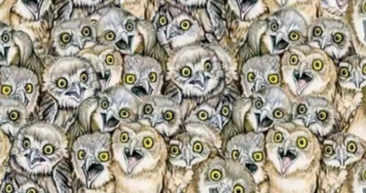 Οπτική ψευδαίσθηση: Μόνο 1 στους 10 ανθρώπους θα βρει την γάτα σε 5 δευτερόλεπτα