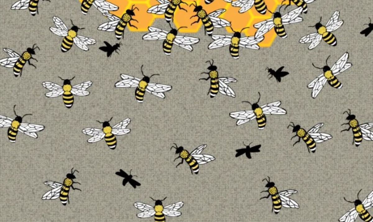 Οπτική ψευδαίσθηση: Μόνο 1 στους 5 ανθρώπους μπορεί να βρει την βασίλισσα μέλισσα σε 8 δευτερόλεπτα