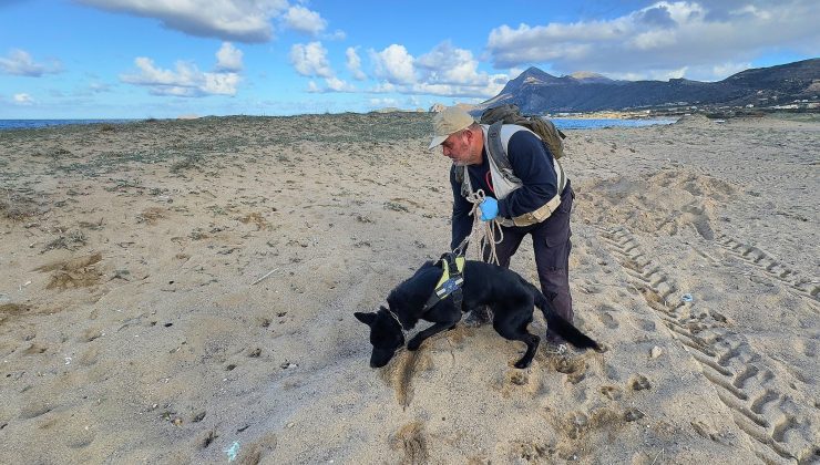 Χανιά: Κτηνωδία στα Φαλάσαρνα – Νεκρά τέσσερα σκυλιά από φόλες στην παραλία
