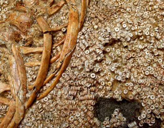 Έκπληκτοι οι αρχαιολόγοι με αρχαίους τάφους 4.900 ετών που ανακάλυψαν - Το μυστήριο με τις 270.000 χάντρες