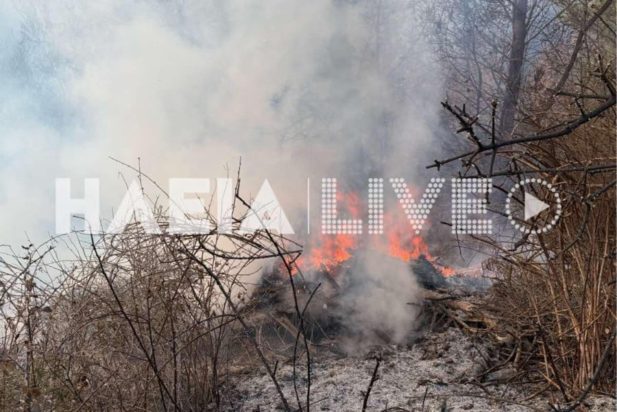 Ηλεία: Μεγάλη φωτιά σε αναγεννημένο δάσος στην Πεύκη - ΦΩΤΟ