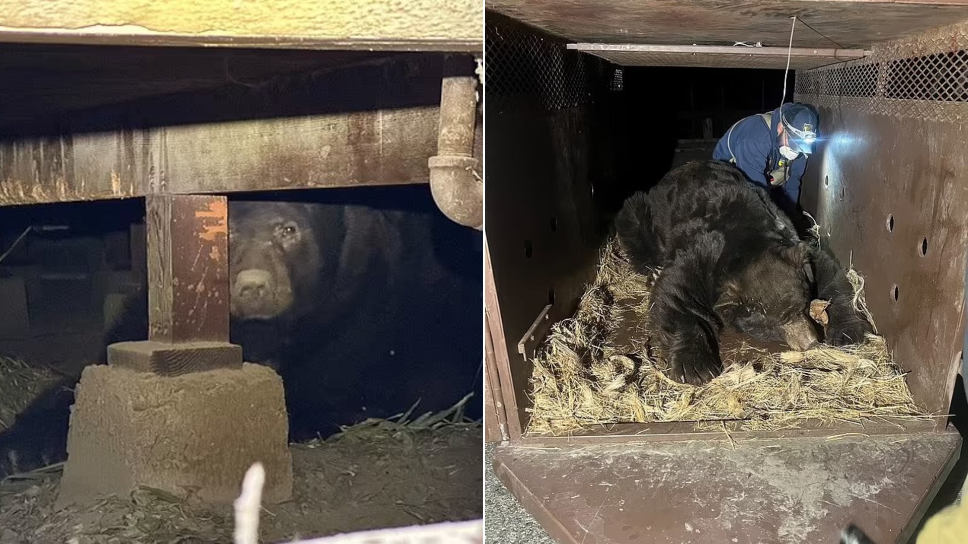 Βίντεο: Η εντυπωσιακή ανακάλυψη ενός κατοίκου του Λος Άντζελες μετά τις καταστροφικές φωτιές – Αρκούδα 238 κιλών κρυβόταν κάτω από το σπίτι του