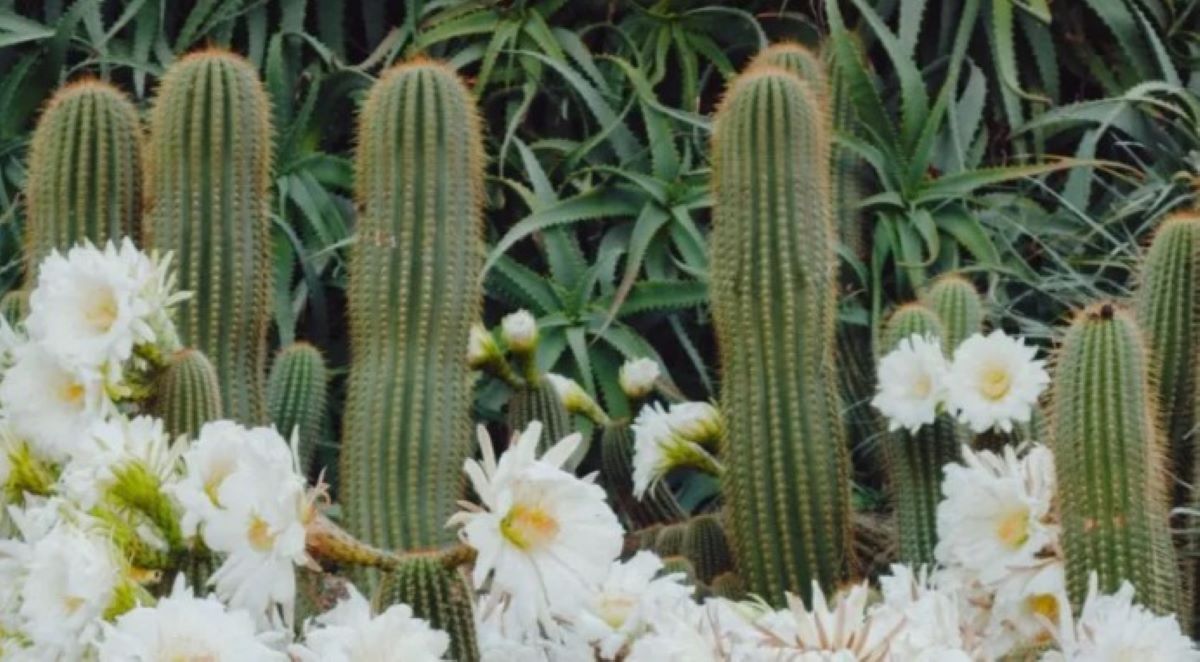 Οπτική ψευδαίσθηση: Μόνο οι πιο έξυπνοι άνθρωποι θα βρουν την γάτα σε 7 δευτερόλεπτα